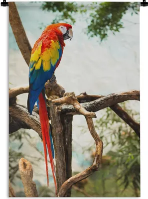 Produktbild von MuchoWow® Wandteppich Wandbehang Papagei - Vogel - Regenbogen - Tropisch 90x135 cm Tapisserie Dekoration Wandtuch - Baumwolle - Wandskulptur