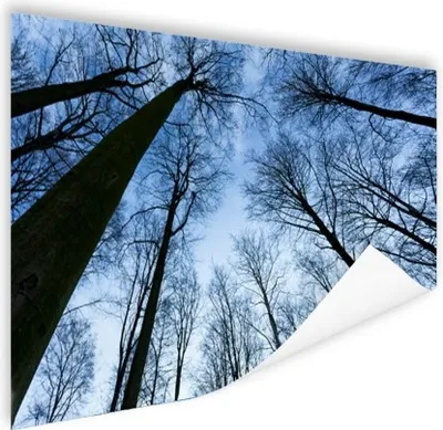 Produktbild von MuchoWow® Poster Wald - Bäume - Himmel 180x120 cm - Fotoplakat