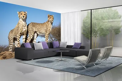 Produktbild von Vlies Fototapete JUNGE GEPARDEN 375 x 250 cm (inkl. Kleister) - Vlies Tapete, Wandtapete, Wandbilder - Tapete für Wohnzimmer Schlafzimmer, Büro, Küche - Montagefertig