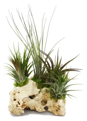 Produktbild von Tillandsia auf Zanzibargestein - XXL - 5 Pflanzen