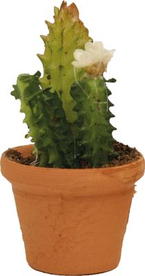Krippenzubehör Blumentopf, Kaktus