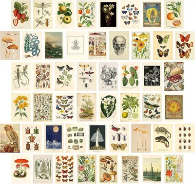 Obrázok produktu pre Vintage estetická nástenná koláž Sada 50 obrázkov Spálňa Obývacia izba Botanická VSCO Plagát