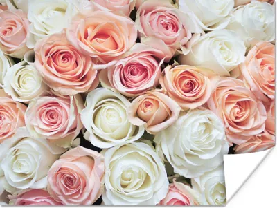 Produktbild von MuchoWow® Poster Rosen - Blumen - Weiß - Rosa 120x90 cm - Wandbild