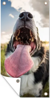 Produktbild von MuchoWow® 80x160 cm Outdoor-Poster Gartendeko Sichtschutz Garten Poster für den Garten  Nahaufnahme Border Collie