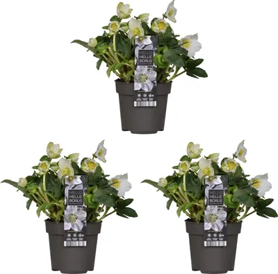 Produktbild von Bloomique - 3er Set - Helleborus Niger - Christrose - Schneerose - Pflanzen Echt - Winterblüher - Höhe 20-30 cm - Topf 12 cm