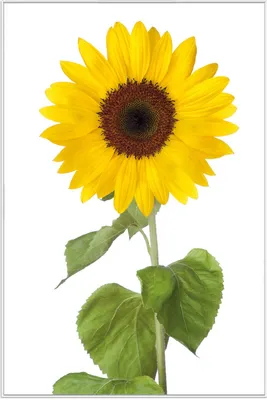 Produktbild von Wallario Wandbild Sonnenblume, Größe: 61 x 91,50 cm, Poster mit weißem Aluminiumrahmen