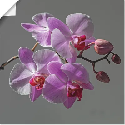 Produktbild von ARTland Poster Orchideentraum Größe: 70x70 cm