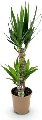 Image de Yucca Elephantipes - 75cm - 17cm - Yucca facile d'entretien aux feuilles vertes