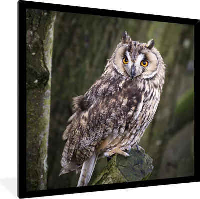 Produktbild von MuchoWow® Gerahmtes Poster Eule - Nahaufnahme - Baum 40x40 cm - Poster mit Schwarzem Bilderrahmen Wandposter Rahmen Foto Bilder - Mit Rahmen - Wanddekoration Schlafzimmer