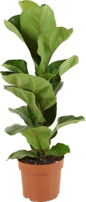 Produktbild von Bloomique - Ficus Lyrata Bambino - Geigenfeige - Zimmerpflanzen - Pflegeleicht - Luftreinigend - Höhe 30-40 cm - Topf 12 cm