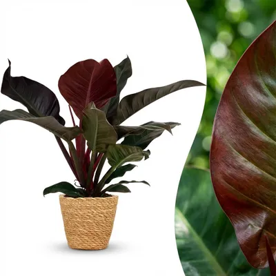 Image de Green boutiQ - Plante d'intérieur - Philodendron - Philodendron Imperial Red - Rouge - Peu d'entretien - 1 plante - avec panier - Pot de 19 cm - Hauteur 60 cm