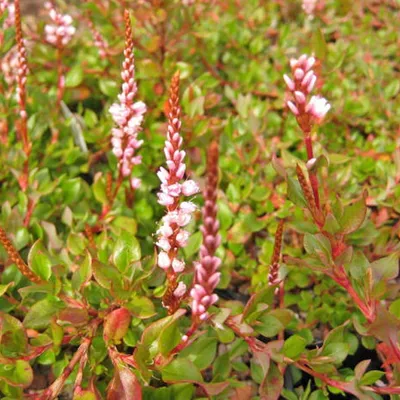 Image de 6 x Renouée - Persicaria vacciniifolia | pot 9cm x 9cm