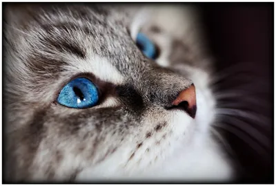 Produktbild von Wallario Premium Glasbild, freischwebende Optik, kräftige Farben, Größe 90 x 60 cm Motiv Katze mit strahlend blauen Augen