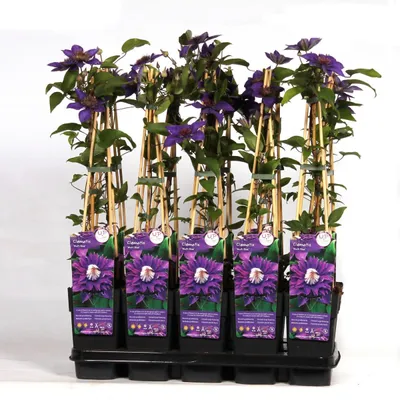 Immagine prodotto di Clematis Multi Blue - Clematis Blauw - Ø15cm - ↕65cm