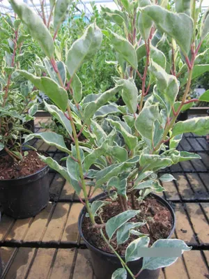 Produktbild von Prunus lusitanica Variegata - weißbunte Portugiesische Lorbeerkirsche