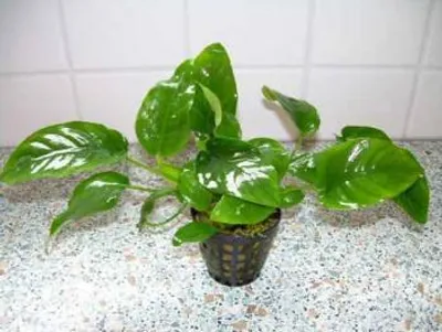 Produktbild von 3 Töpfe Anubia Nana barschfeste Pflanzen, Aquarium