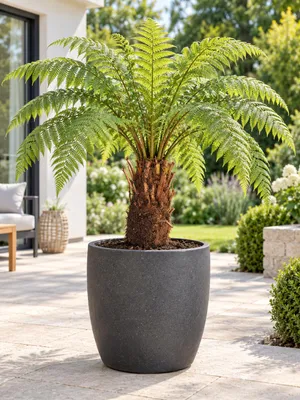 Produktbild von Baumfarn Dicksonia antarctica 30 cm – Australischer Taschenfarn, exotische Kübelpflanze für Terrasse und Wintergarten, KI-generiertes Bild