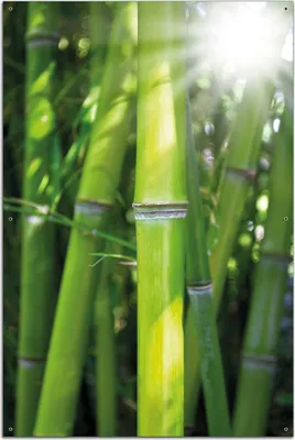 Produktbild von Wallario Outdoor-Poster für Garten oder Balkon, Motiv Bambus im Sonnenschein, in ca. 61 x 91,50 cm