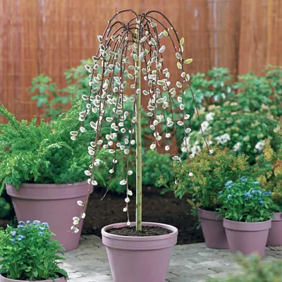 Produktbild von Bakker.com - Salweide Kilmarnock auf Stamm, Der topf / 3L / stamm 60cm
