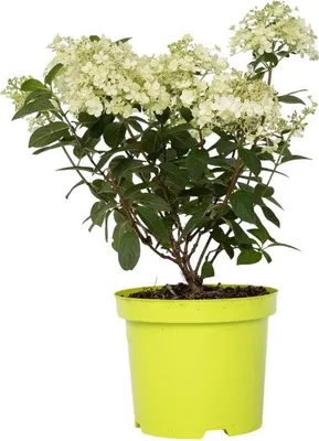 Produktbild von Hortensie - Hydrangea paniculata 'Bobo' - Höhe 25-40cm - ⌀19cm