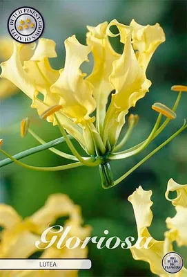 Artikelbild 2 von 'Ruhmeskrone Lutea (1 Stück)' aus der Kategorie Ruhmeskronenrhizome