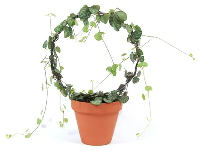 Produktbild von Gardners Ceropegia woodii - Kreisform, Durchmesser 11 cm