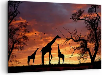 Produktbild von Bild auf Leinwand - Leinwandbild - Giraffe Afrika Sonne Safari - 120x80cm - Wand Bild - Wanddeko - Leinwanddruck - Bilder - Kunstdruck - Wanddekoration - Leinwand bilder - Wandkunst - AA120x80-0507
