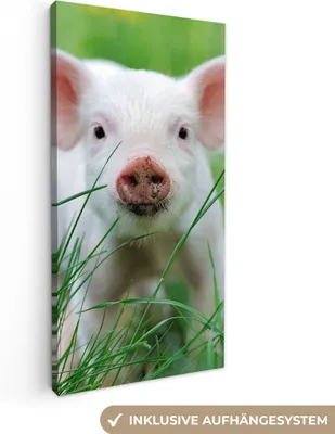 Produktbild von MuchoWow® - Leinwandbilder - Schwein - Tiere - Groß, Wandbild, Wanddeko Bilder Wohnzimmer, 20x40 cm