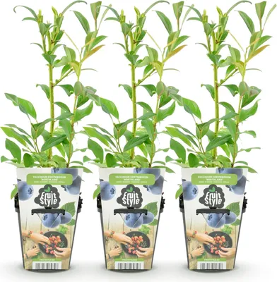 Produktbild von GreenboutiQ - Obstpflanzen - Blaubeere - Vaccinium corymbossum Northland - Winterhart - 3 Pflanzen - Topf 9 cm - Blaubeere
