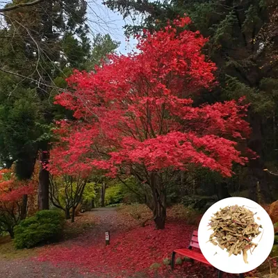 Obrázek produktu pro Semena Acer Palmatum Atropurpureum - balení 5 ks - Mrazuvzdorný - Javor dlanitolistý červený