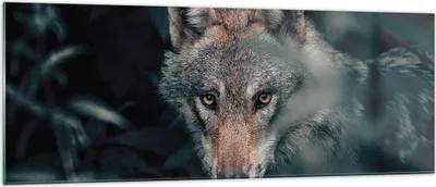 Produktbild von Bilder auf glas - Einteilig - Wolf Wald Raubtier - 140x50cm - Glasbilder - Wandbilder - Bilder - zum Aufhängen bereit - Wanddekoration aus Glas - Glas Bilder - Wandbild auf Glas - GAB140x50-5053