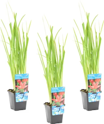 Zdjęcie produktu dla Bloomique - Zestaw 3 szt. - Schizostylis Mrs Hegarty - Różowa lilia kaffir - Mieczyk błotny - Rośliny do oczek wodnych - Rośliny wodne - Odporne na zimę - Wysokość 10-20 cm - Doniczka 9 cm