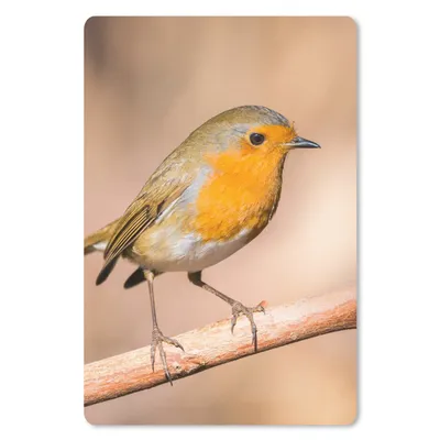 Produktbild von MuchoWow® Mauspad Mousepad Vogel - Zweig - Rotkehlchen 40x60 cm - Mousepads - Maus Mat - Pad - Mausunterlage - Schreibtisch Accesoire