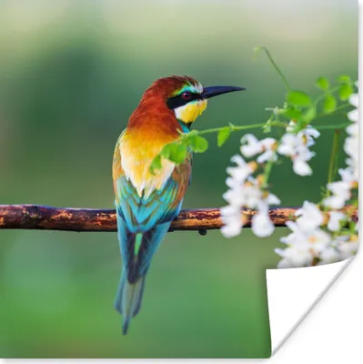 Produktbild von MuchoWow® Poster Vogel - Bienenfresser - Blumen 30x30 cm - Wandposter - Printing