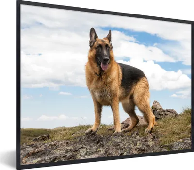Produktbild von MuchoWow® Gerahmtes Poster Deutscher Schäferhund auf einem Berg 80x60 cm - Poster mit Schwarzem Bilderrahmen Wandposter Rahmen Foto Bilder - Schwarzem - Mit Gestell