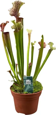 Immagine prodotto di Sarracenia Judith Hindle Ø12 cm, 30 cm, pianta carnivora a tubo, esotica