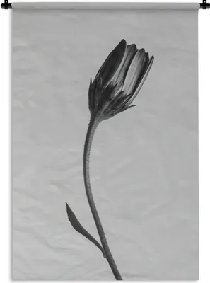 Produktbild von MuchoWow® Wandteppich Wandbehang Pflanze - Makro - Schwarz - Weiß 60x90 cm Tapisserie Dekoration Wandtuch - Foto-Teppich - Abwaschbar