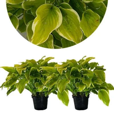 Productafbeelding van Set van 2 Hosta "Ben Vernooij" – Vaste plant – In pot van 2 liter