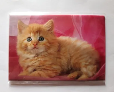 Produktbild von Magnet Katze, 8 x 5,5 cm, Kühlschrankmagnet Tiere Kätzchen