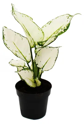 Obrázek produktu pro Aglaonema White Joy - Barevné vlákno - Neobvyklé odrudy - 12cm - výška cca 25-30cm