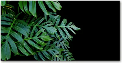 Produktbild von Tulup® Leinwandbild -100x50 cm - Wandkunst - Drucke auf Leinwand - Leinwanddruck  - Blumen & Pflanzen - Grün - Fensterblatt