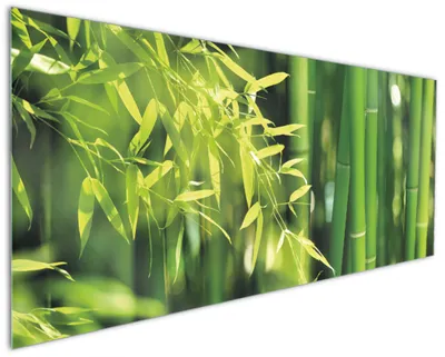 Produktbild von Wallario Küchenrückwand aus Glas, Größe: 125 x 50 cm, Motiv: Bambuswald mit grünen Bambuspflanzen | Spritzschutz | abwischbar | pflegeleicht | in