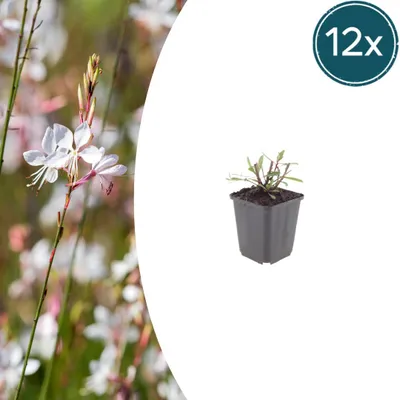 Obrázek produktu pro Gaura lindheimeri "Whirling Butterfly" - Prachtkerze (Gaura) - 9 cm květináč - výška 10-25 cm - sada 12 rostlin