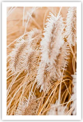Produktbild von Poster - Poster ohne Rahmen - Gras Boho Licht - 61x91,5 cm - Wand Bild - Wanddeko - Wandbilder - Kunstposter - Wandposter - Bilder - Kunstdruck - Wanddekoration - Wandbild - P2XPA61x91-4903