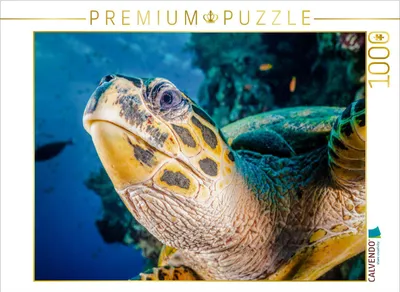 Produktbild von CALVENDO Puzzle Ein Motiv aus dem Kalender Einblicke in die Welt der Meeresschildkröten | 1000 Teile Lege-Größe 64x48cm Foto-Puzzle für glückliche Stunden