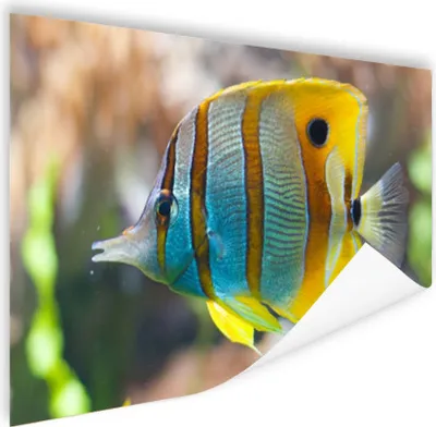 Produktbild von MuchoWow® Poster Fisch - Wasser - Makro 180x120 cm - Fotoplakat