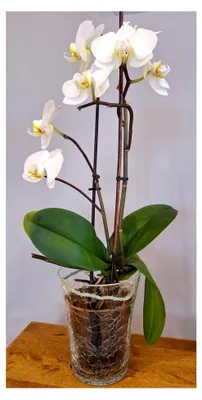 Produktbild von Blumentopf aus transparentem Glas mit Scherbenstruktur, 14 cm