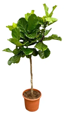 Image de Arbre Ficus Lyrata - 185-200cm - Ø40cm - Plante d'intérieur - Vert persistant