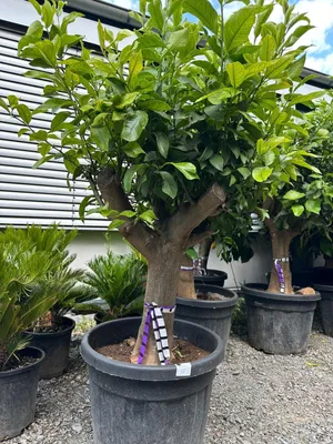 Produktbild von Zitronenbaum Citrus limon Immergrün & Winterhart ca. 150–180 cm aus Griechenland Immergrün & duftend, Blüten & Früchte gleichzeitig