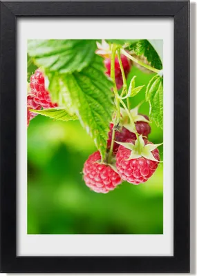 Produktbild von Bild 20x30 MDF-Rahmen, Wandkunst Himbeeren am Strauch